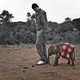 Illustration for article titled Here's Yao Ming Standing Next To A Full-Grown Elephant